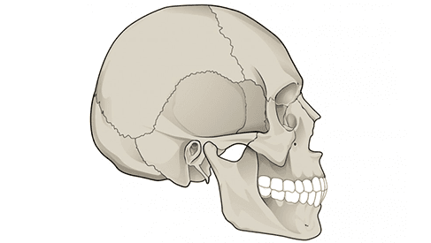 NeuroCranial Restructuring Skull
