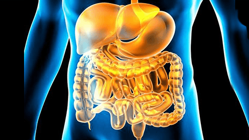 Gut Healing Anatomy